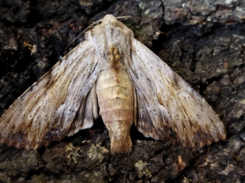 Photo of Light Arches (Apamea lithoxylaea)