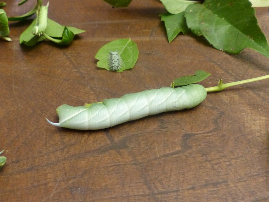 Great Ash Sphinx Moth