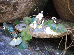 Begonia plebeja
