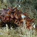 Tubular Sea Cucumber - Photo (c) Frédéric ANDRE, some rights reserved (CC BY-NC), uploaded by Frédéric ANDRE