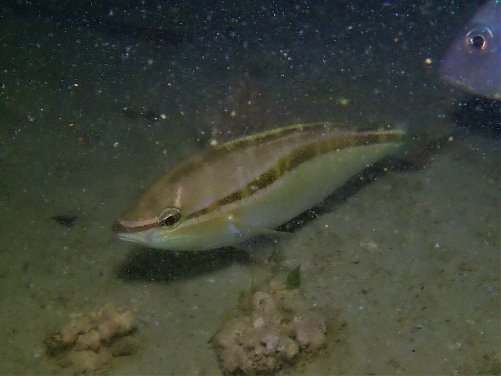 Western Butterfish from Wreck Trail, Rockingham, WA, Australia on July