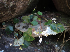 Begonia plebeja