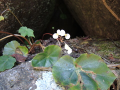 Begonia plebeja