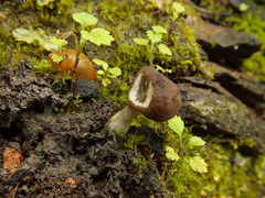 Pluteus luctuosus