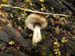 Pluteus luctuosus