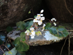 Begonia plebeja