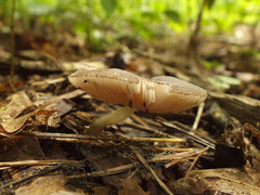 Pluteus luctuosus
