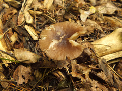 Pluteus luctuosus