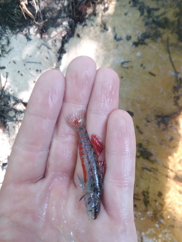 Etheostoma swaini