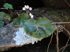 Begonia plebeja