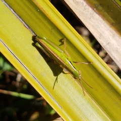 Aptenopedes sphenarioides