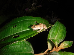 Eleutherodactylus wetmorei