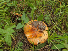 Russula integra aurantiaca