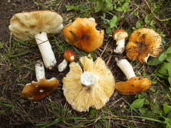 Russula integra aurantiaca