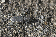 Zecicindela helmsi