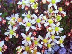 Saxifraga bronchialis funstonii
