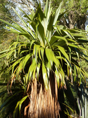 Cordyline indivisa