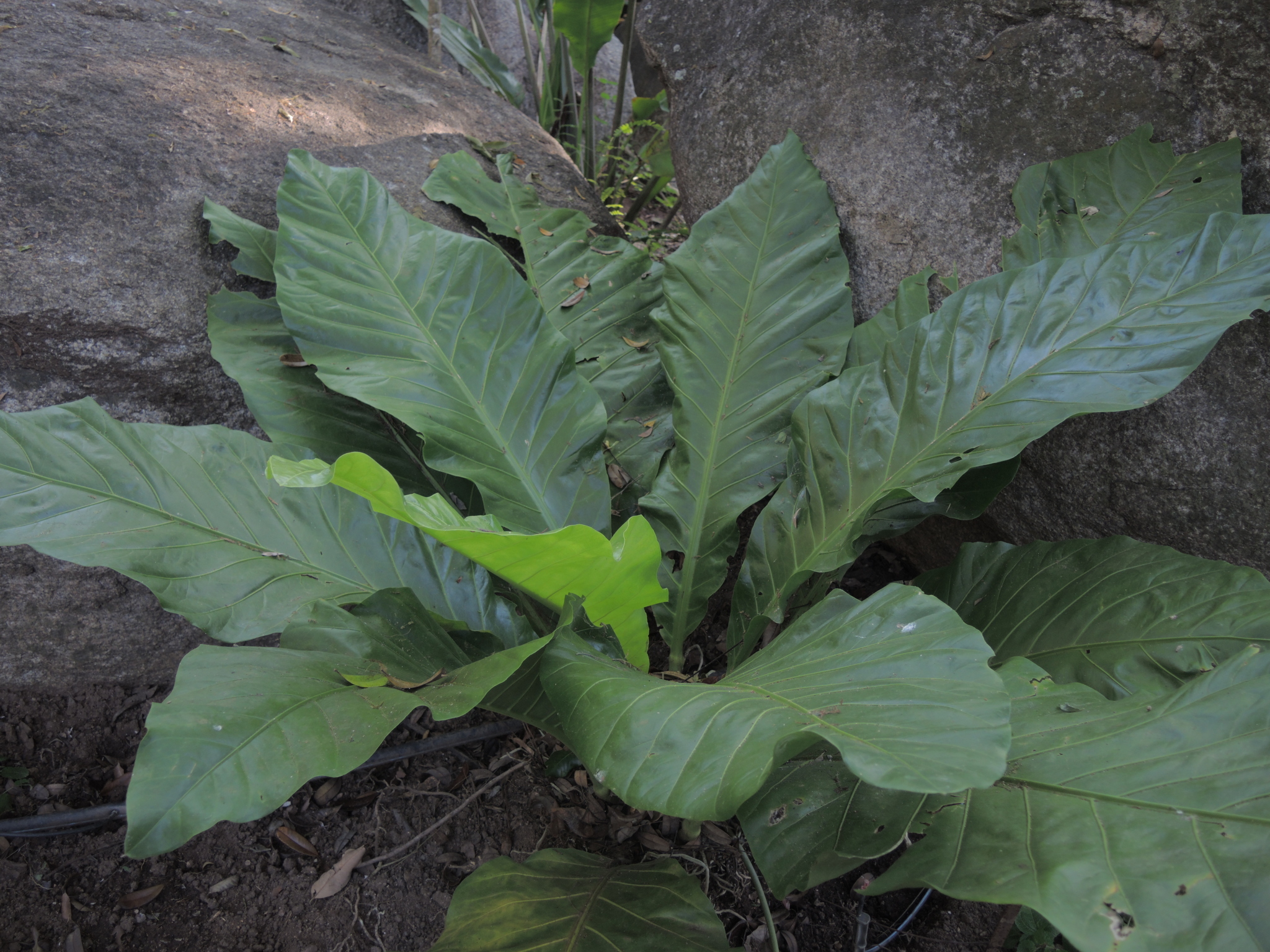 Anthurium salvinii  iNaturalist