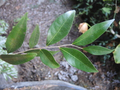 Oxandra lanceolata