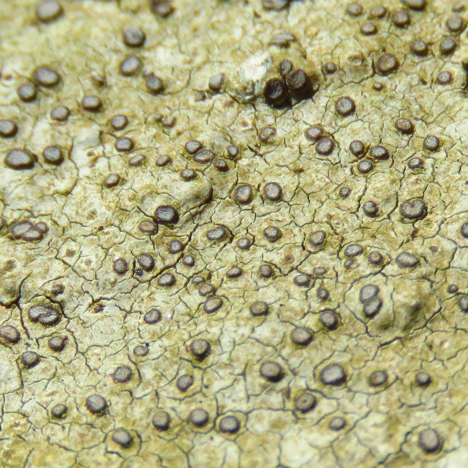 Porpidia image