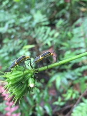 Hypselonotus linea