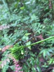Hypselonotus linea