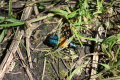 Desmocerus palliatus