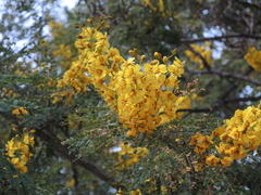 Cenostigma eriostachys