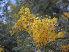 Cenostigma eriostachys