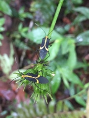 Hypselonotus linea