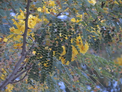 Cenostigma eriostachys