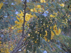 Cenostigma eriostachys