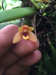 Maxillaria acutifolia