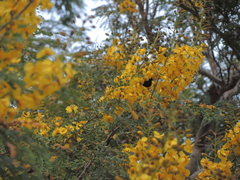 Cenostigma eriostachys