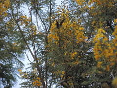 Cenostigma eriostachys