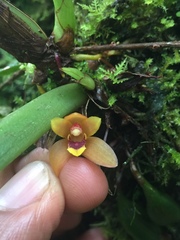Maxillaria acutifolia