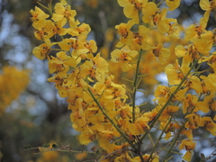 Cenostigma eriostachys