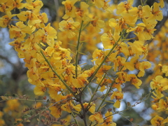 Cenostigma eriostachys