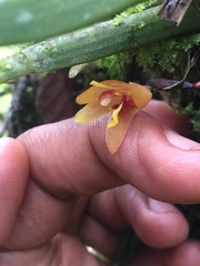 Maxillaria acutifolia