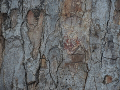 Cenostigma eriostachys