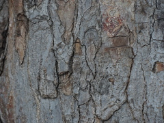 Cenostigma eriostachys