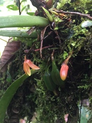 Maxillaria acutifolia