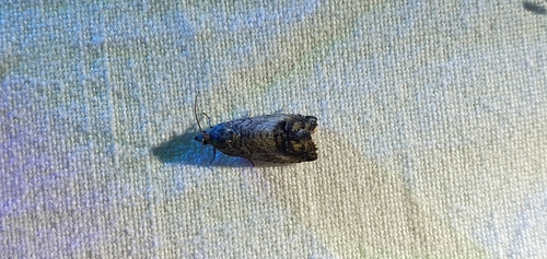 Marbled Piercer, Koppellaan 4, photo 7 of 10