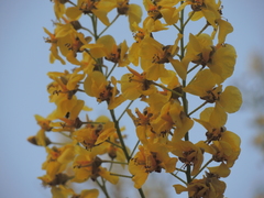 Cenostigma eriostachys