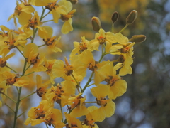 Cenostigma eriostachys