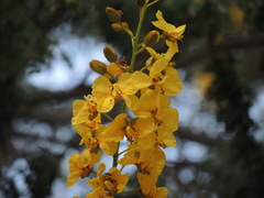 Cenostigma eriostachys