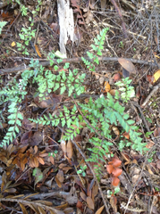 Lindsaea trichomanoides