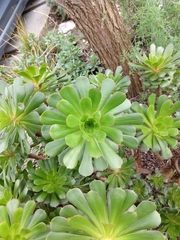 Aeonium arboreum arboreum
