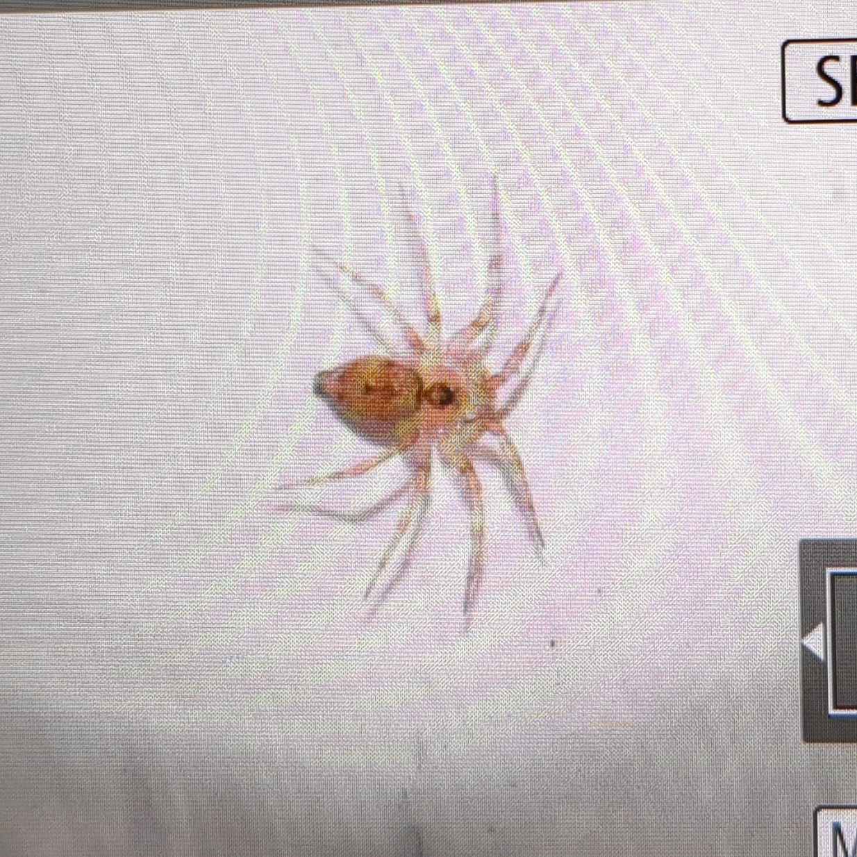 Araña cosmopolita enana