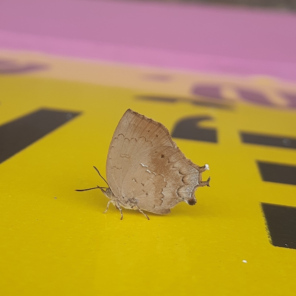 Common Acacia Blue